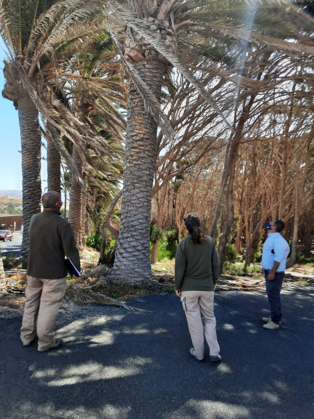 Pájara y el Gobierno de Canarias llevan a cabo un estudio del estado fitosanitario de las palmeras del municipio