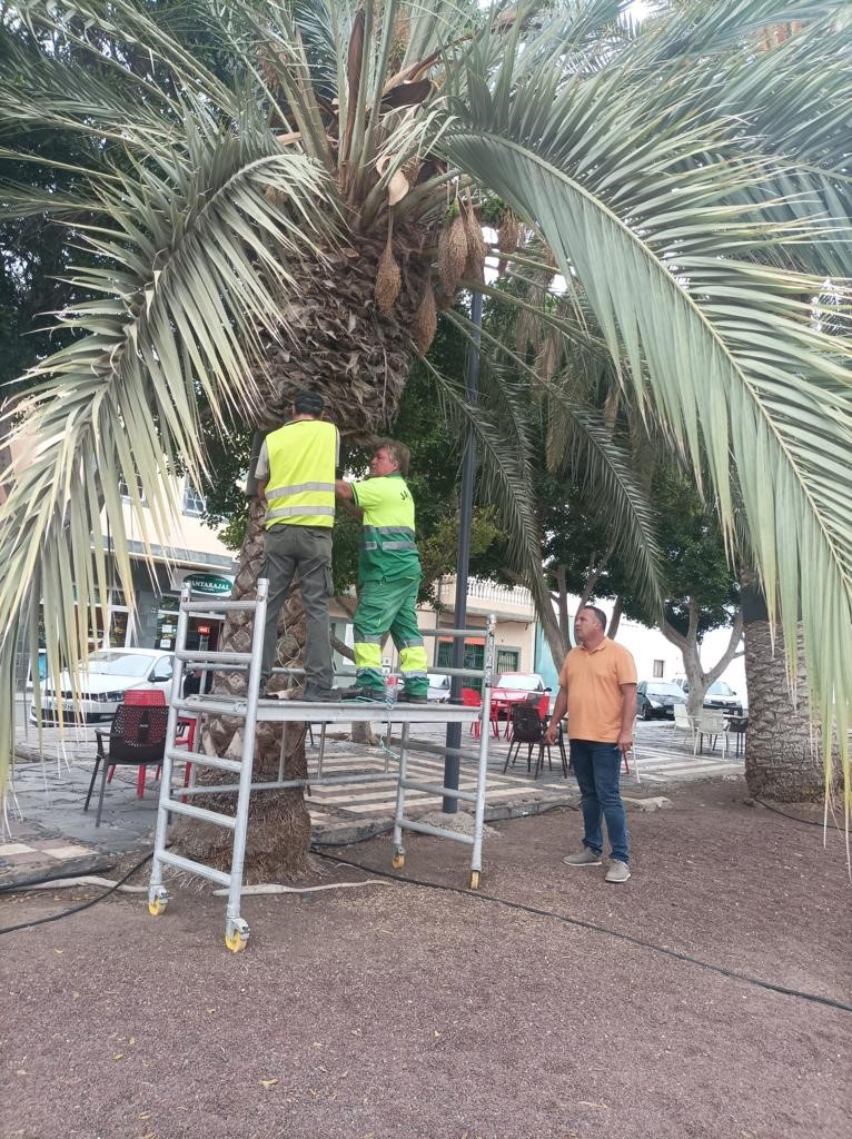 El Ayuntamiento de Pájara inicia la instalación de anillos antitrepadores en las palmeras del municipio