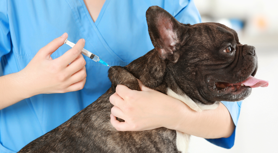 El Ayuntamiento de Pájara impulsa la campaña de vacunación antirrábica e identificación canina 